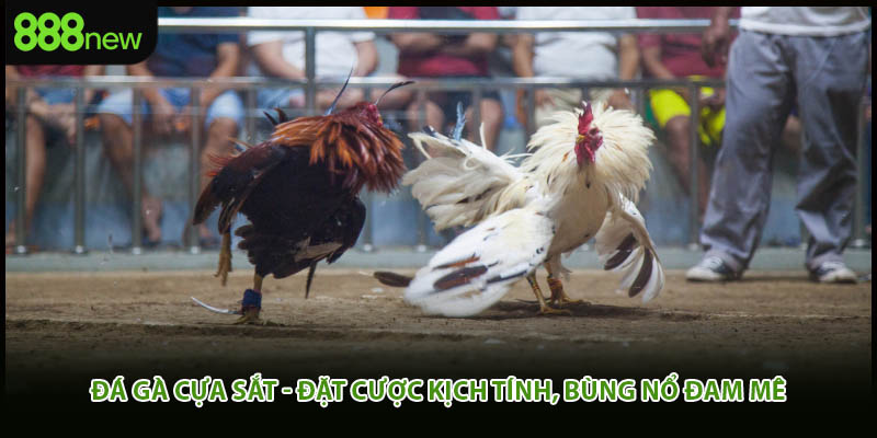 Đá Gà Cựa Sắt - Đặt Cược Kịch Tính, Bùng Nổ Đam Mê
