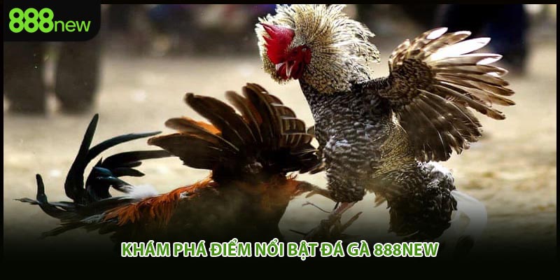 Khám phá điểm nổi bật đá gà 888New