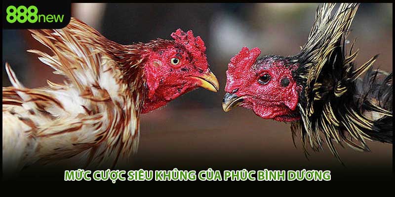 Mức cược siêu khủng của phúc bình dương