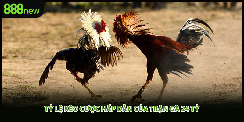 Tỷ lệ kèo cược hấp dẫn của trận gà 24 tỷ